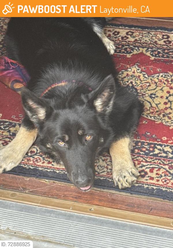 Found/Stray Female Dog last seen laytonville, Laytonville, CA 95454