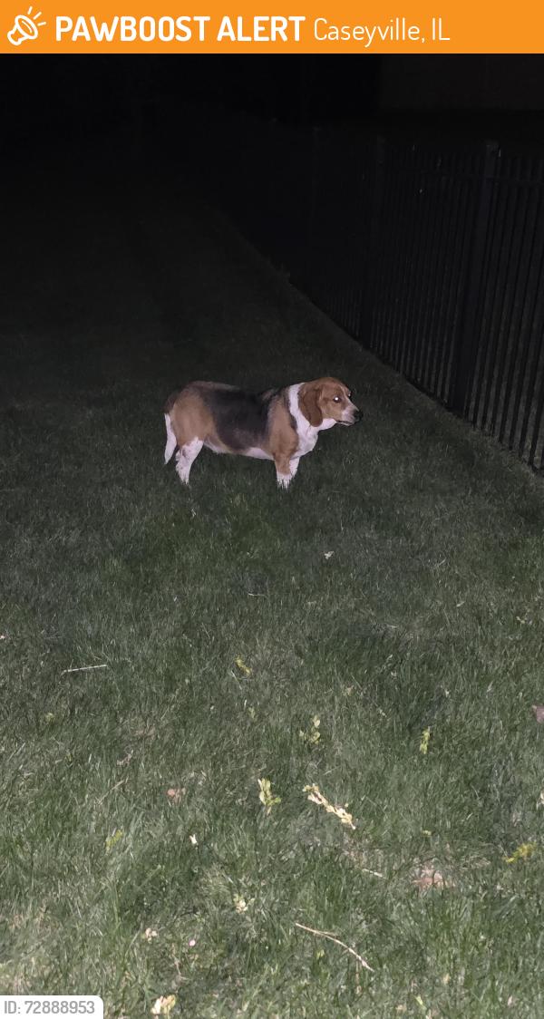 Found/Stray Male Dog last seen Bethel Baptist Church, 10 Bethel Meadows Rd, Caseyville, IL 62232, Caseyville, IL 62232