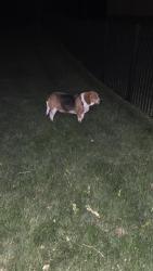Found/Stray Male Dog last seen Bethel Baptist Church, 10 Bethel Meadows Rd, Caseyville, IL 62232, Caseyville, IL 62232