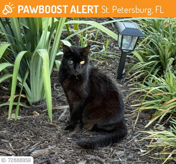 Found/Stray Unknown Cat last seen 39th Ave N and 24th St, St. Petersburg, FL 33714