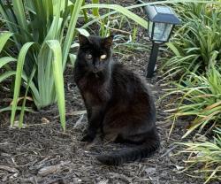 Found/Stray Unknown Cat last seen 39th Ave N and 24th St, St. Petersburg, FL 33714