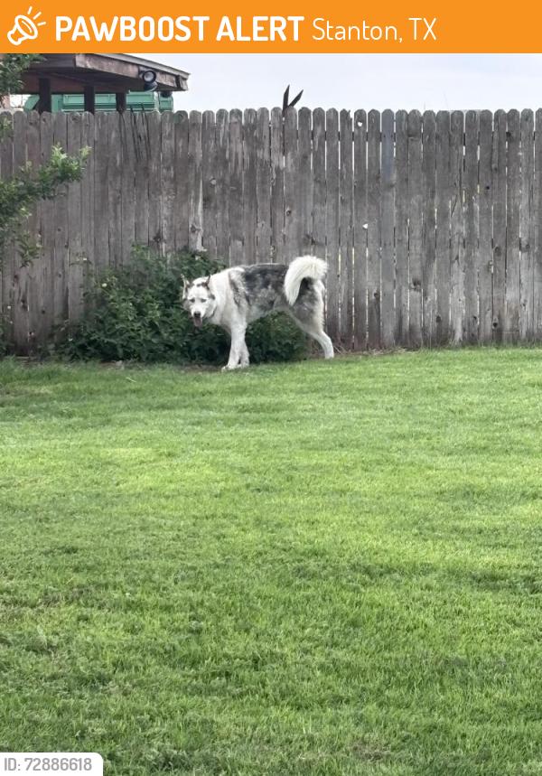 Found/Stray Male Dog last seen FM 1212, Stanton, TX 79782