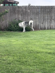 Found/Stray Male Dog last seen FM 1212, Stanton, TX 79782