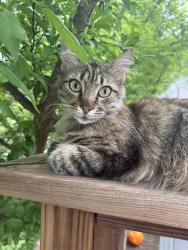 Lost Male Cat last seen Kindersley st. & Brock St. , Canyon Lake, TX 78133