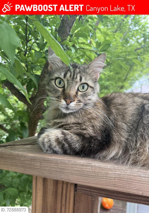 Lost Male Cat last seen Kindersley st. & Brock St. , Canyon Lake, TX 78133