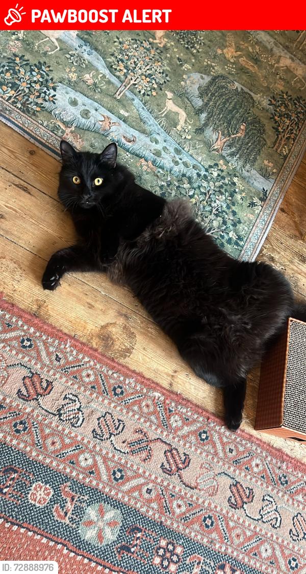 Lost Male Cat last seen coate street, Greater London, England E2 9AG