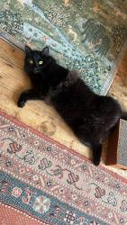 Lost Male Cat last seen coate street, Greater London, England E2 9AG