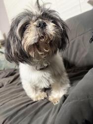 Found/Stray Female Dog last seen In forest lake neighborhood , Memphis, TN 38128