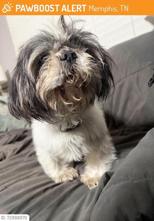 Found/Stray Female Dog last seen In forest lake neighborhood , Memphis, TN 38128