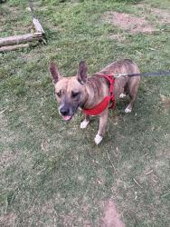 Found/Stray Female Dog last seen Admiral and Sheridan, Tulsa County, OK 74112