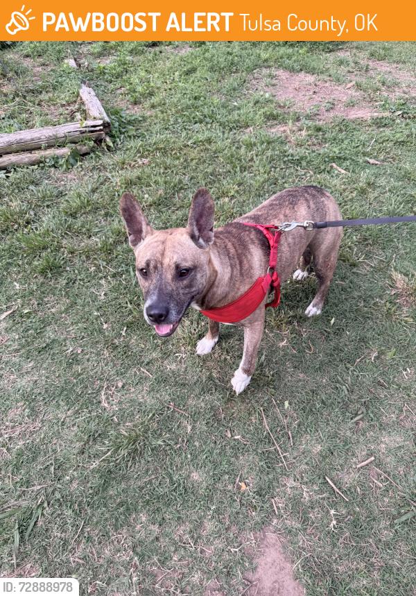 Found/Stray Female Dog last seen Admiral and Sheridan, Tulsa County, OK 74112