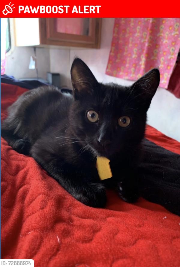 Lost Male Cat last seen Dear spring , San Diego County, CA 92069