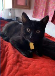 Lost Male Cat last seen Dear spring , San Diego County, CA 92069