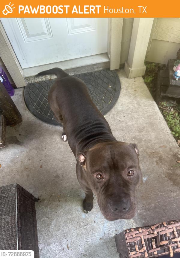 Found/Stray Male Dog last seen Lodera and Londres , Houston, TX 77083