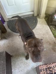 Found/Stray Male Dog last seen Lodera and Londres , Houston, TX 77083