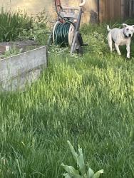 Found/Stray Male Dog last seen 44th Ave and 40th St, Minneapolis, MN 55406