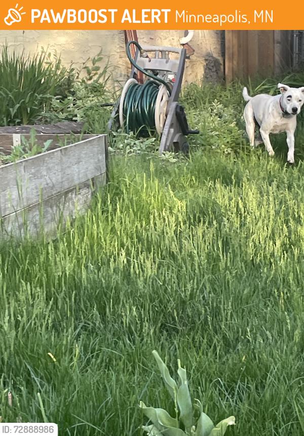 Found/Stray Male Dog last seen 44th Ave and 40th St, Minneapolis, MN 55406
