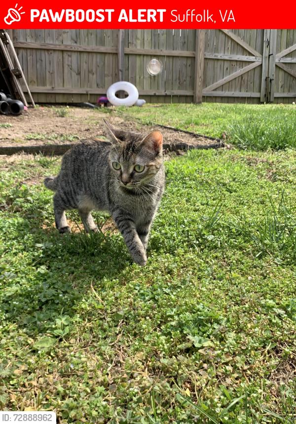 Lost Female Cat last seen Springfield neighborhood off Manning Rd, Suffolk, VA 23434