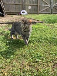 Lost Female Cat last seen Springfield neighborhood off Manning Rd, Suffolk, VA 23434