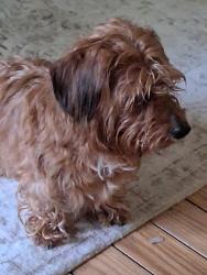 Found/Stray Male Dog last seen Godfrey Point, Cleveland, NY 13042