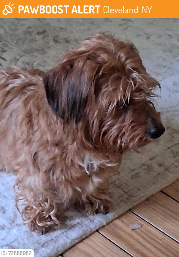 Found/Stray Male Dog last seen Godfrey Point, Cleveland, NY 13042