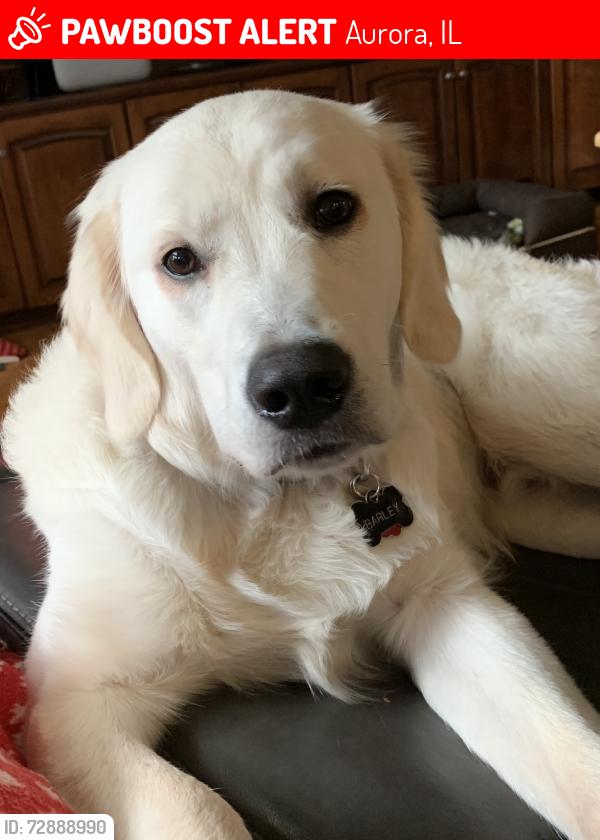 Lost Male Dog last seen Indian Trail and Eola, Aurora, IL 60502