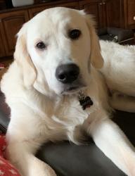 Lost Male Dog last seen Indian Trail and Eola, Aurora, IL 60502