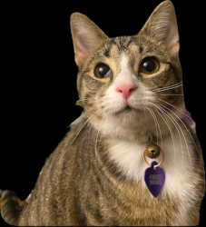 Reunited Female Cat last seen South vireo and McCoy rd, McKees Rocks, PA 15136