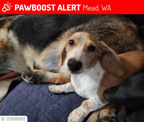 Lost Male Dog last seen Day Mount Spokane road., Mead, WA 99021