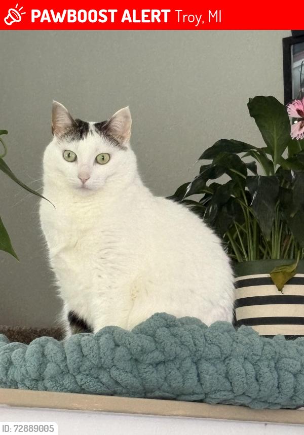 Lost Female Cat last seen John R and Wattles, Troy, MI 48083