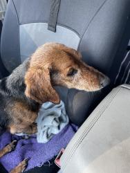 Reunited Male Dog last seen Hardy Rd, Bedford County, VA 24095