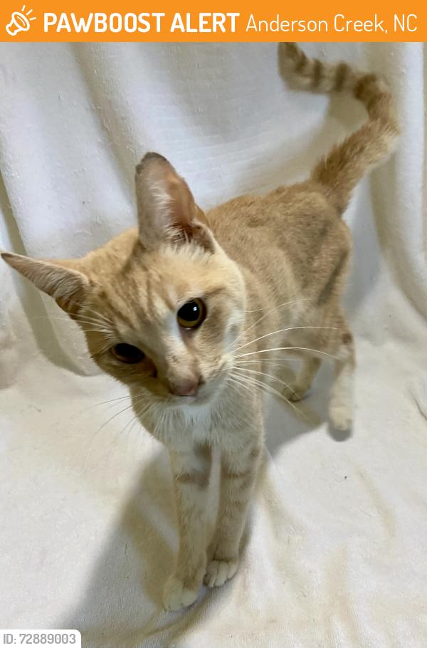 Found/Stray Male Cat last seen Lynn St. and Stage Rd., Spring Lake, NC, Anderson Creek, NC 28390
