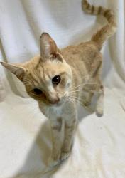 Found/Stray Male Cat last seen Lynn St. and Stage Rd., Spring Lake, NC, Anderson Creek, NC 28390