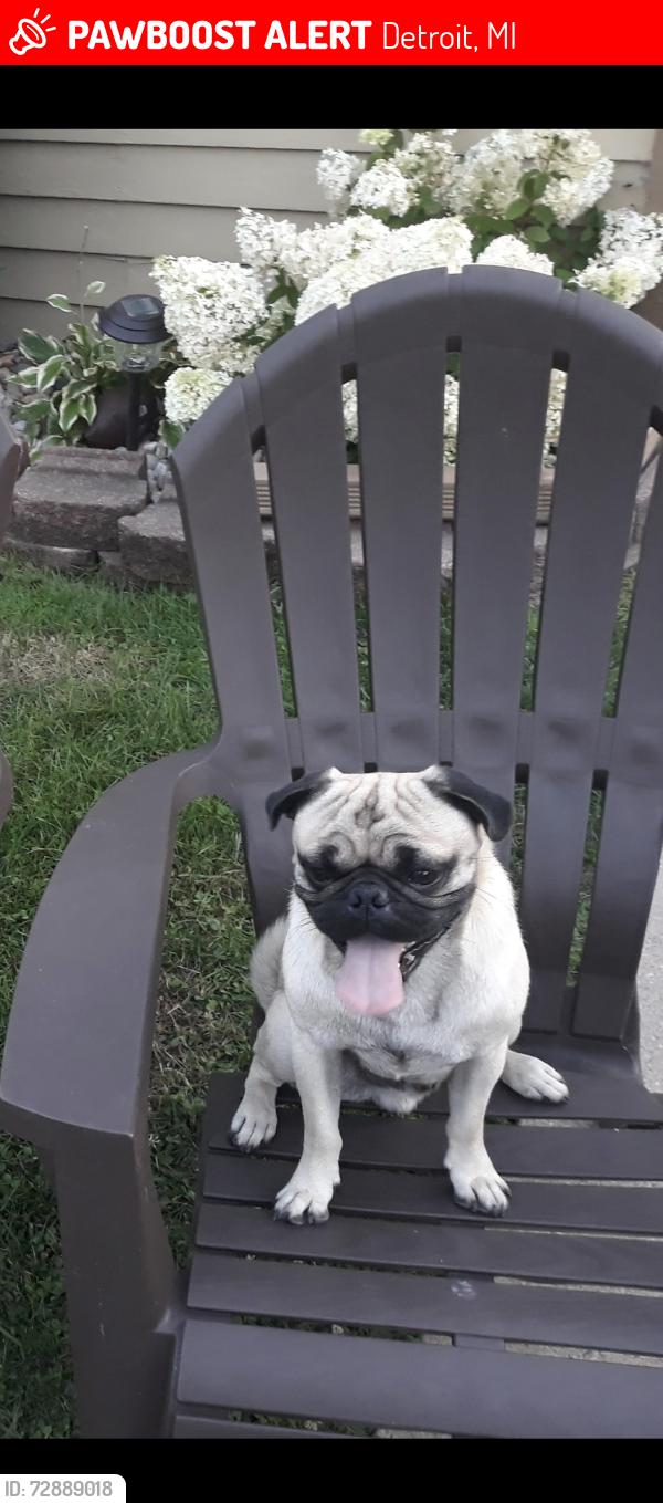 Lost Male Dog last seen Toledo sr, Detroit, MI 48209
