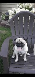 Lost Male Dog last seen Toledo sr, Detroit, MI 48209