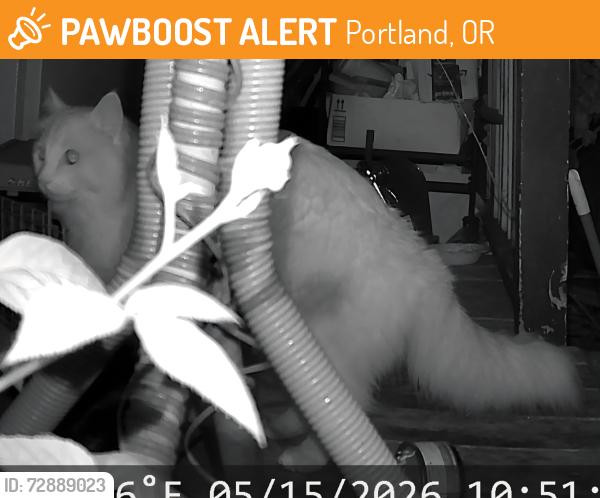 Found/Stray Unknown Cat last seen NE Alberta St, Portland, OR 97211