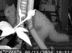 Found/Stray Unknown Cat last seen NE Alberta St, Portland, OR 97211