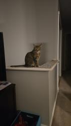 Reunited Female Cat last seen Near Mill Pond Dr, ruther glen, VA 22546, Ruther Glen, VA 22546