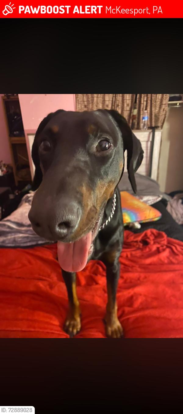 Lost Male Dog last seen McKeesport , McKeesport, PA 15132