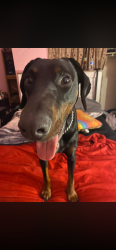 Lost Male Dog last seen McKeesport , McKeesport, PA 15132