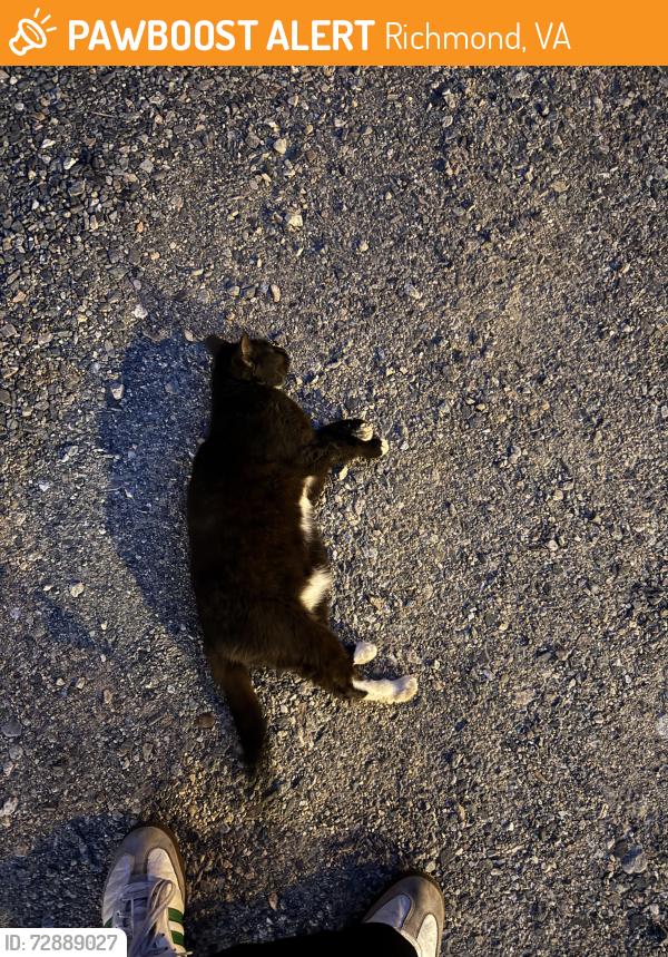 Found/Stray Unknown Cat last seen Behind Vape Stop (2530 W Main Street), Richmond, VA 23220