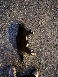 Found/Stray Unknown Cat last seen Behind Vape Stop (2530 W Main Street), Richmond, VA 23220