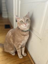 Lost Female Cat last seen Cumberland rd and highland ave, Atlanta, GA 30306