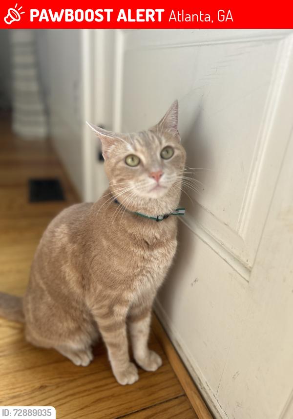 Lost Female Cat last seen Cumberland rd and highland ave, Atlanta, GA 30306