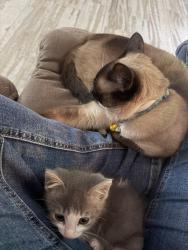 Lost Male Cat last seen Near Honey Manor Drive, Indianapolis, IN, USA, Indianapolis, IN 46221
