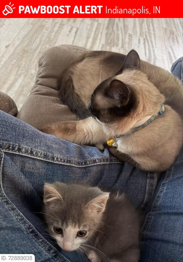 Lost Male Cat last seen Near Honey Manor Drive, Indianapolis, IN, USA, Indianapolis, IN 46221