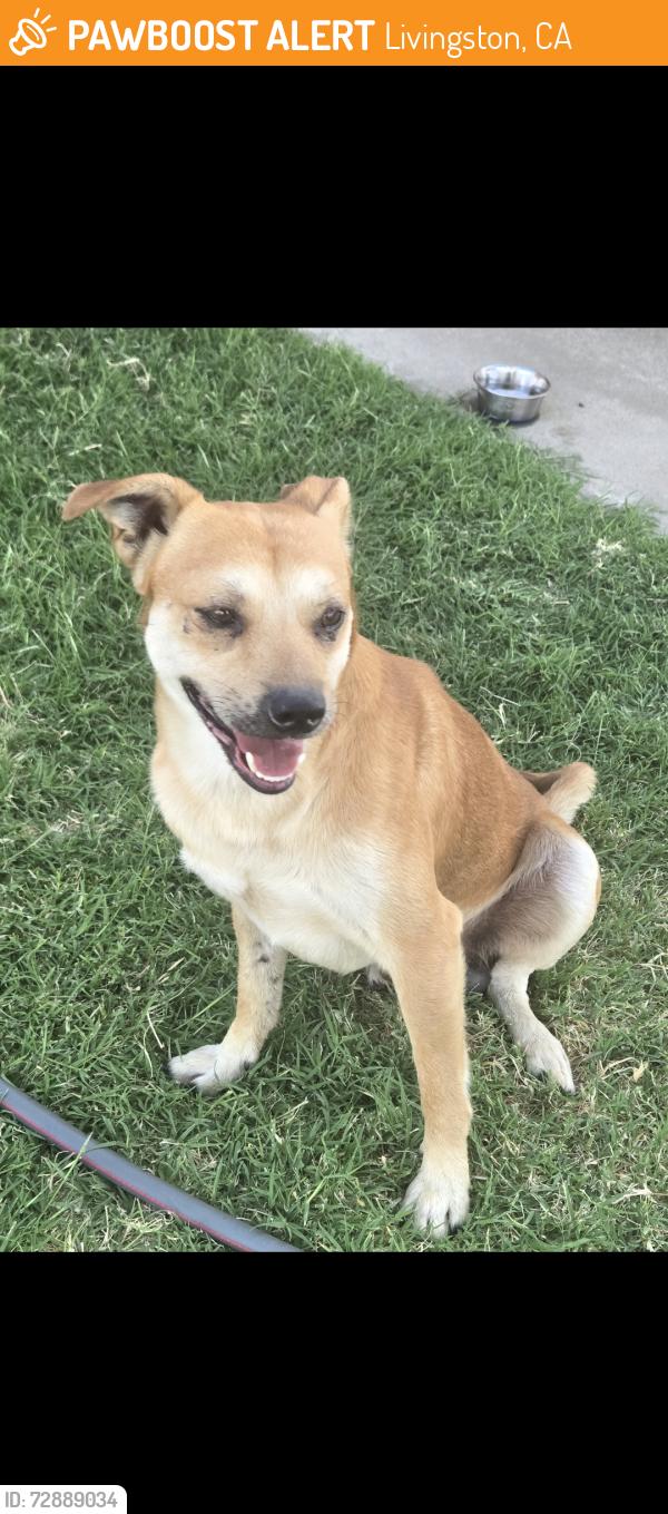 Found/Stray Male Dog last seen Franci Street, Livingston, CA, Livingston, CA 95334