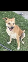 Found/Stray Male Dog last seen Franci Street, Livingston, CA, Livingston, CA 95334