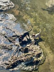 Found/Stray Unknown Dog last seen Venice Blvd and 35th Street, Oklahoma City, OK 73112
