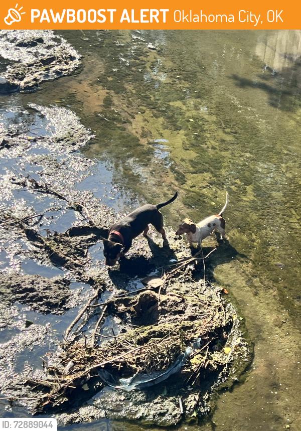 Found/Stray Unknown Dog last seen Venice Blvd and 35th Street, Oklahoma City, OK 73112